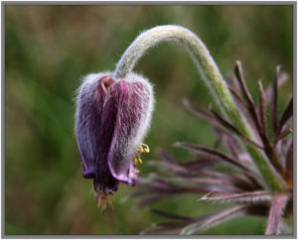 Small Pasque Flower (Pulsatilla pratensis)