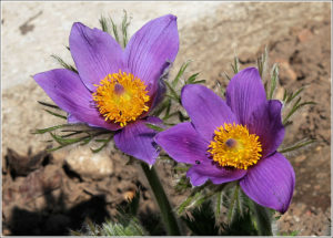 Small Pasque Flower (Pulsatilla pratensis)