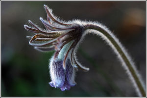 Small Pasque Flower (Pulsatilla pratensis)