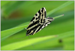 Spotted Sulphur(Emmelia trabealis)