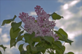 Common lilac (Syringa vulgaris)