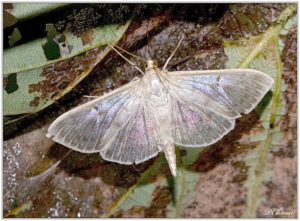 The Mother of Pearl (Pleuroptya ruralis)