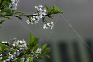 flowers of cherry