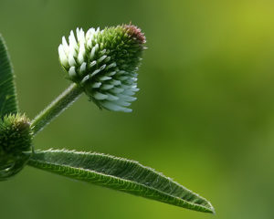 mountain clover (Trifolium montanum)