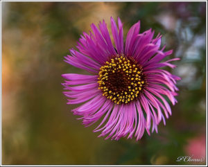 garden flower