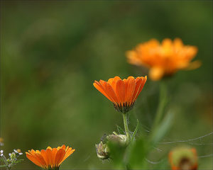 Common marigold (Calendula officinalis L.)