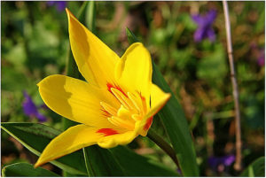 Tulips (Tulipa)