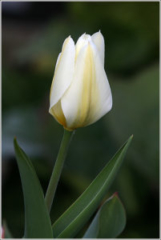 Tulips (Tulipa)