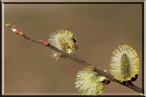 Goat willow (Salix caprea)