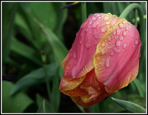 Tulips (Tulipa)