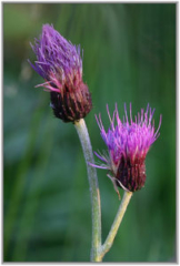 Brown knapweed (Centaurea jacea)