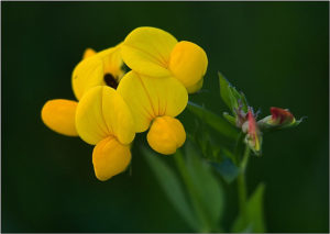 Common broom (Cytisus scoparius)