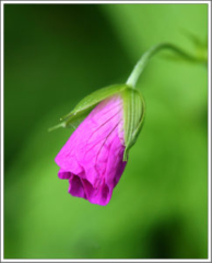 Common foxglove (Digitalis purpurea)