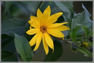 Topinambur (Helianthustuberosus)