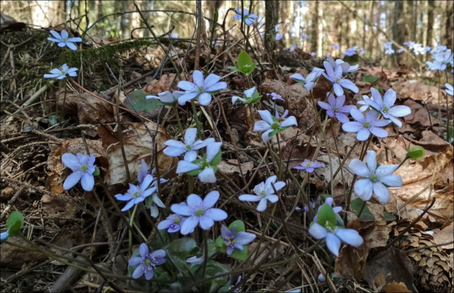 first spring flowers