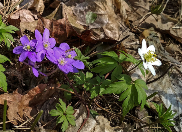 first spring flowers