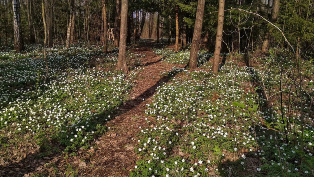 wood anemone