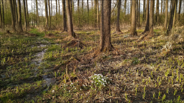 alder forest