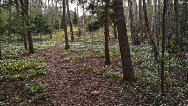 wood anemone