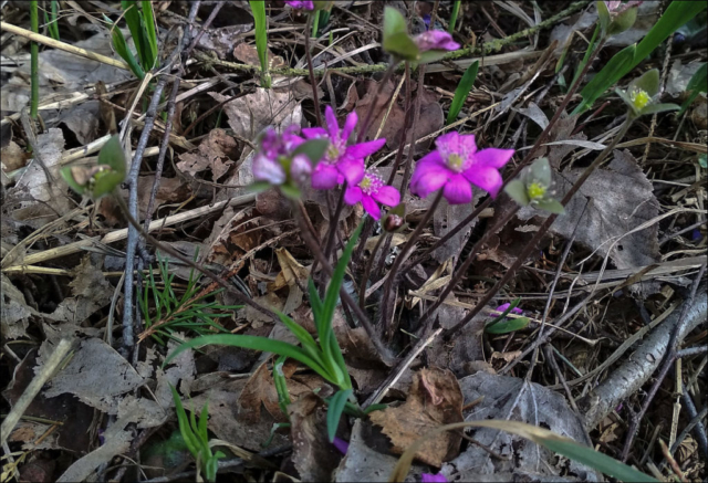 first spring flowers