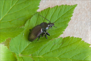 Bronze Carabid  (Carabus nemoralis)