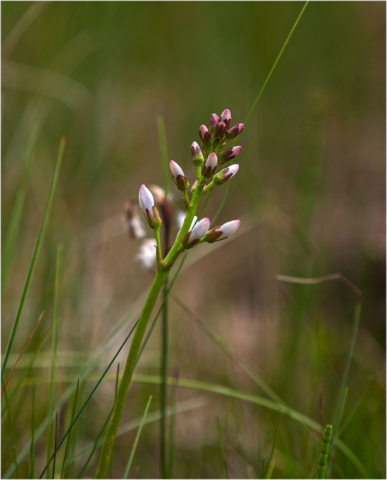 Bogbean ( Menyanthes trifoliata)