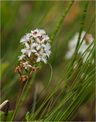 Bogbean ( Menyanthes trifoliata)