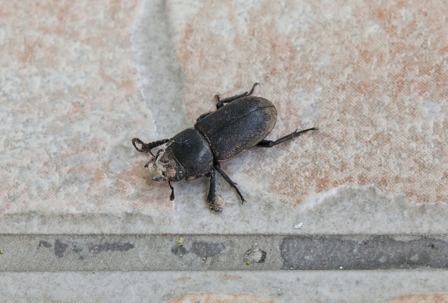 Lesser stag beetle (Dorcus parallelipipedus)