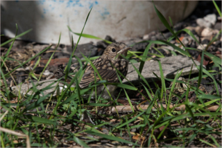 flycatcher juvenille