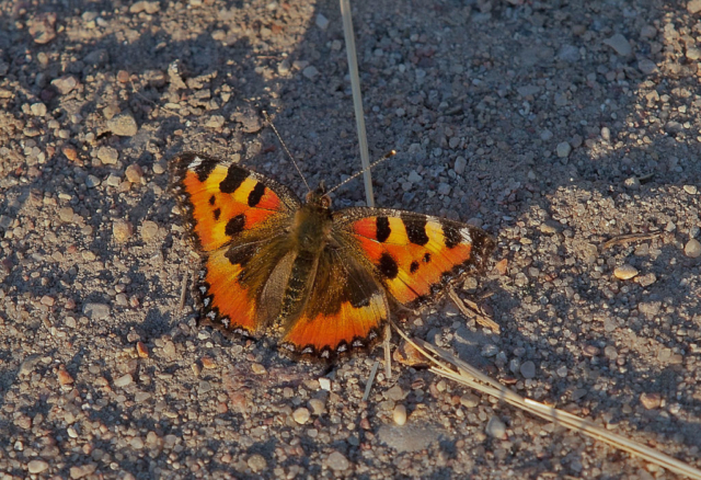 small tortoiseshell (Aglais urticae)