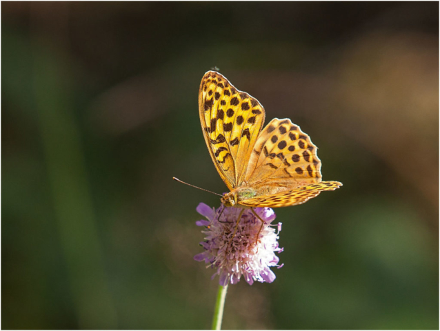 silver-washed fritillary (Argynnis paphia)