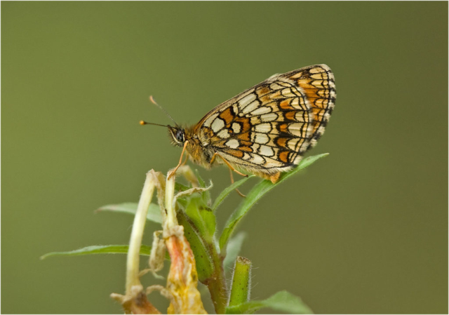 Glanville fritillary (Melitaea cinxia)