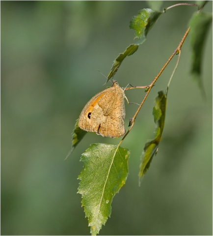 meadow brown (Maniola jurtina) 