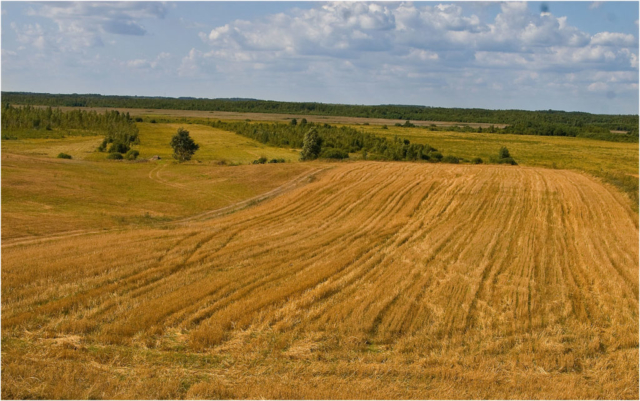 summer fields