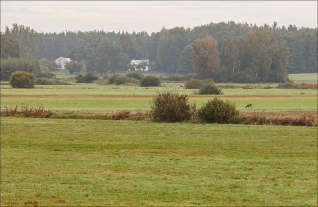 roe deer on the meadow