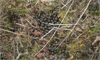 deer droppings