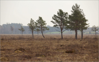 pines in the swamp