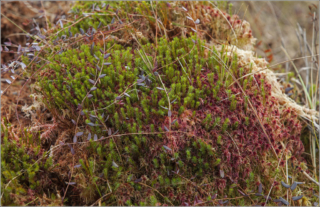 colourful mosses