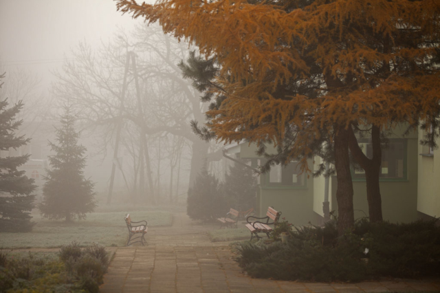 fog in the backyard