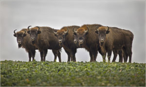 bison on the horizon