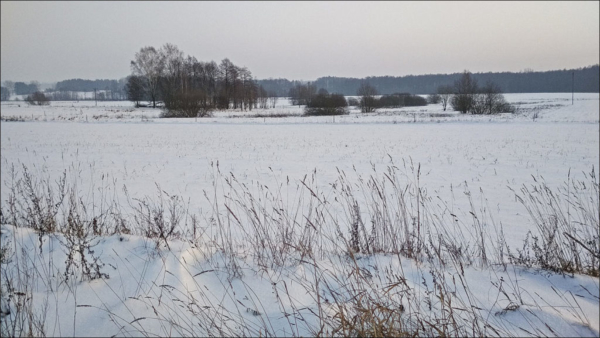 winter in the field
