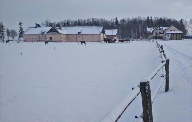 horses near the stable