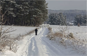 snowy forest and fields