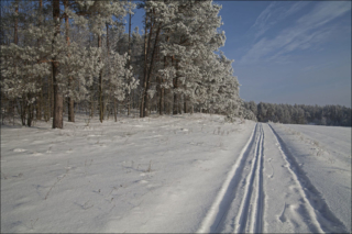 on the edge of the forest on the edge of the forest
