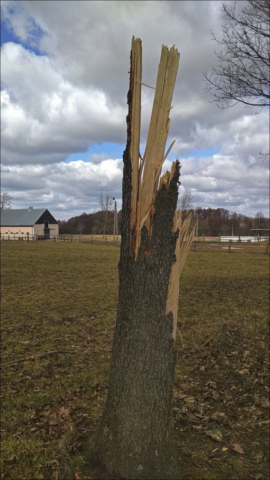 broken spruce trunk