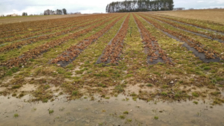 field of strawberries