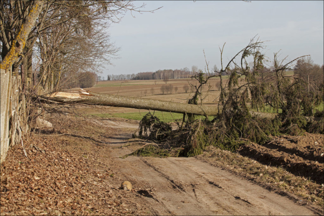 broken spruce