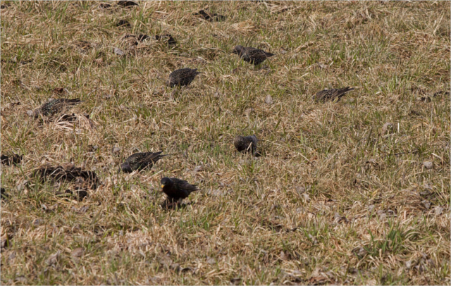 starlings on meadow