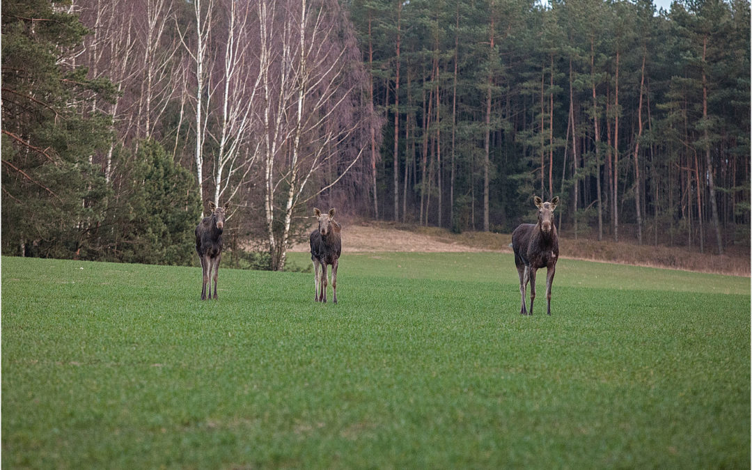Meeting with elks