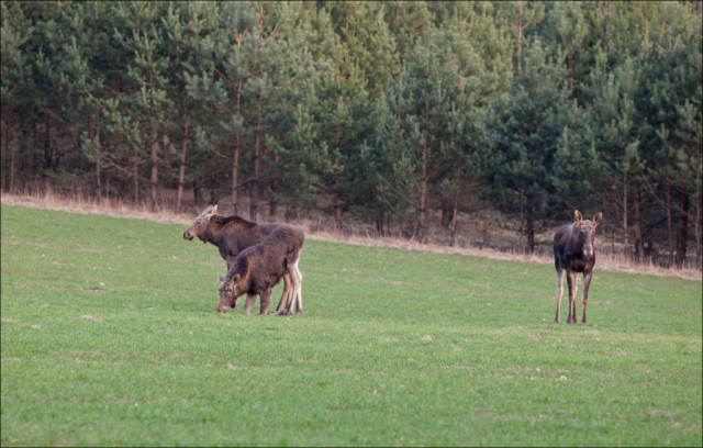 elk family